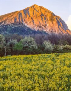 flowers and mountain